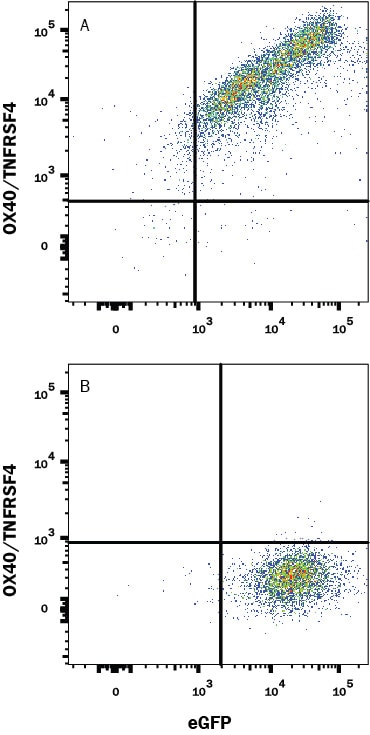 Detection of OX40/TNFRSF4 antibody in HEK293 Human Cell Line Transfected with Human OX40/TNFRSF4 and eGFP antibody by Flow Cytometry.