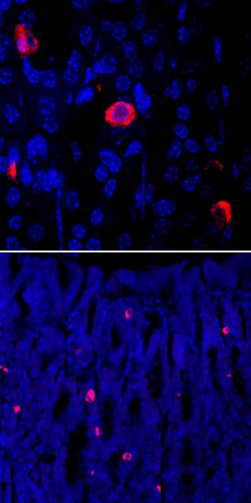 Ghrelin antibody in Mouse Stomach by Immunohistochemistry (IHC-Fr).