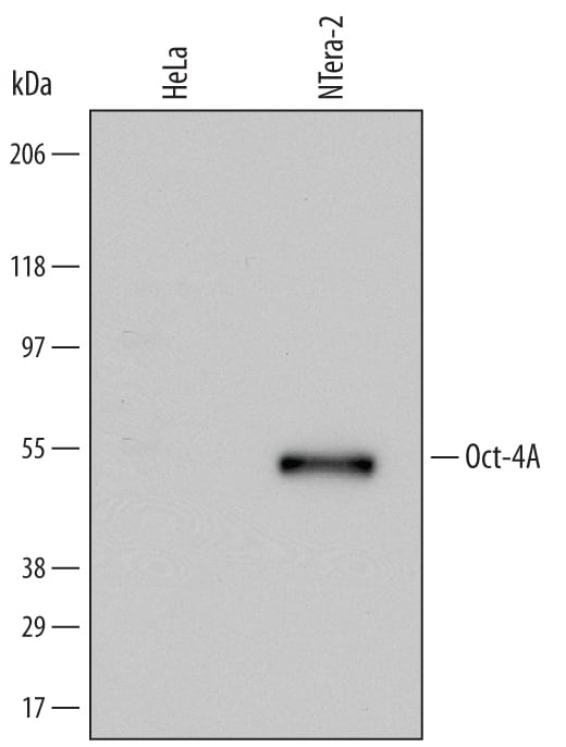 Detection of Human Oct-4A antibody by Western Blot.