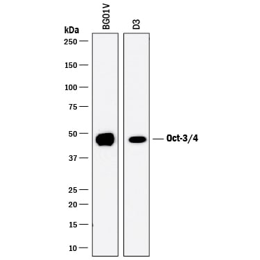 Detection of Human and Mouse Oct-3/4 antibody by Western Blot.