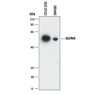 Detection of Human Olfactomedin-4/OLFM4 antibody by Western Blot.