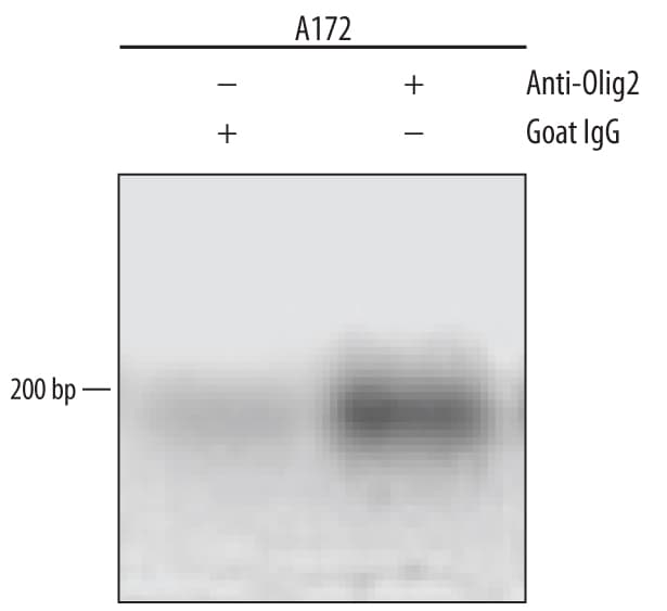 Detection of Olig2-regulated Genes antibody by Chromatin Immunoprecipitation.