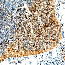 Olig2 antibody in Mouse Embryo by Immunohistochemistry (IHC-Fr).