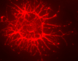 Oligodendrocyte Marker O4 antibody in Differentiated Rat Cortical Stem Cells by Immunocytochemistry (ICC).