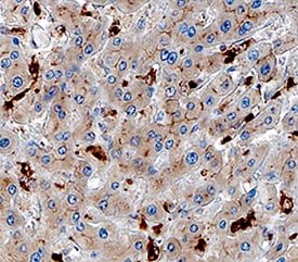 Osteoactivin/GPNMB antibody in Human Liver by Immunohistochemistry (IHC-P).