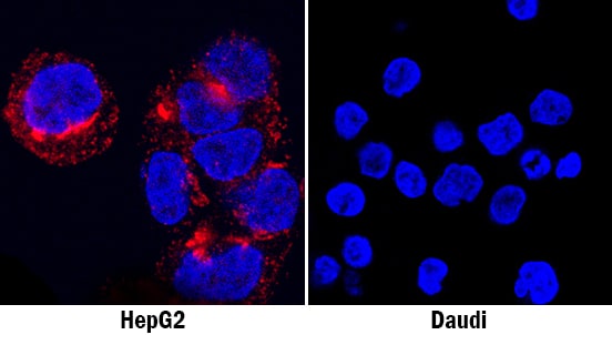 Osteopontin/OPN antibody in HepG2 Human Cell Line by Immunocytochemistry (ICC).