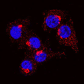 Osteopontin/OPN antibody in RAW 264 by Immunocytochemistry (ICC).7 Mouse Cell Line by Immunocytochemistry (ICC).