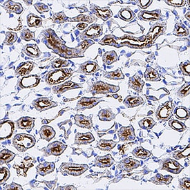 Osteopontin/OPN antibody in Mouse Kidney by Immunohistochemistry (IHC-Fr).