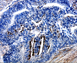 Osteoprotegerin/TNFRSF11B antibody in Human Lymph Node by Immunohistochemistry (IHC-P).