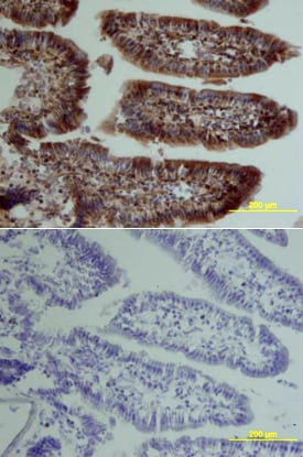 Osteoprotegerin/TNFRSF11B antibody in Mouse Intestine by Immunohistochemistry (IHC-Fr).