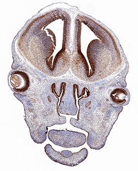 Otx2 antibody in Mouse Embryo by Immunohistochemistry (IHC-P).