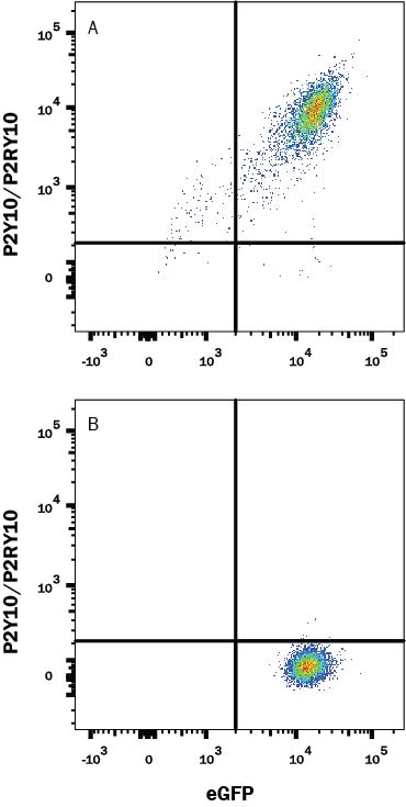 Detection of P2Y10/P2RY10 antibody in HEK293 Human Cell Line Transfected with Human P2Y10/P2RY10 and eGFP antibody by Flow Cytometry.