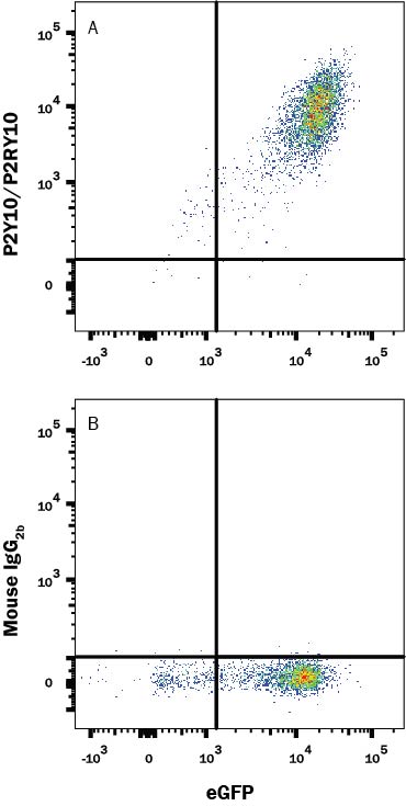 Detection of P2Y10/P2RY10 antibody in HEK293 Human Cell Line Transfected with Human P2Y10/P2RY10 and eGFP antibody by Flow Cytometry.