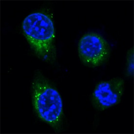 Protein Disulfide Isomerase/P4HB antibody in HeLa Human Cell Line by Immunocytochemistry (ICC).