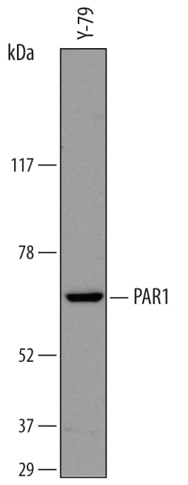 Detection of Human PAR1 antibody by Western Blot.