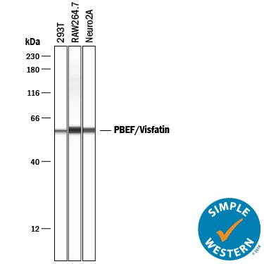 Detection of Human and Mouse PBEF/Visfatin antibody by Simple WesternTM.
