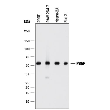 Detection of Human, Mouse, and Rat PBEF/Visfatin antibody by Western Blot.