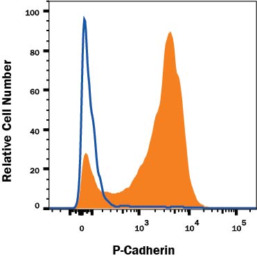 Detection of P-Cadherin antibody in A431 Human Cell Line antibody by Flow Cytometry.