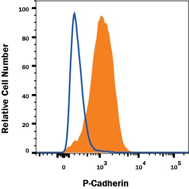Detection of P-Cadherin antibody in A431 Human Cell Line antibody by Flow Cytometry.