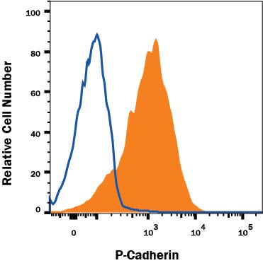 Detection of P-Cadherin antibody in A431 Human Cell Line antibody by Flow Cytometry.