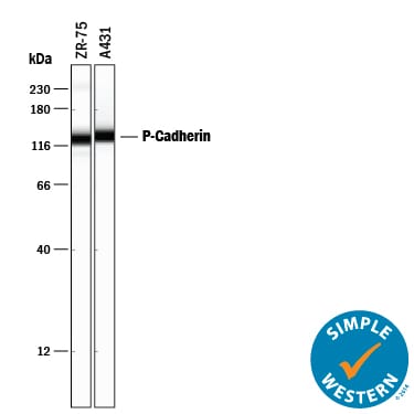Detection of Human P-Cadherin antibody by Simple WesternTM.