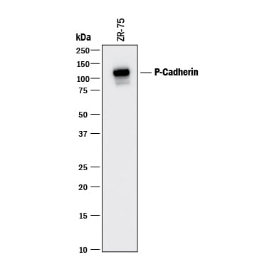 Detection of Human P-Cadherin antibody by Western Blot.