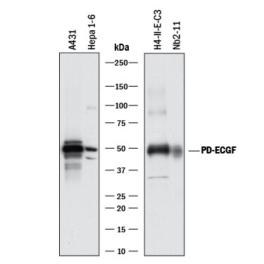 Detection of Human, Mouse, and Rat PD-ECGF/Thymidine Phosphorylase antibody by Western Blot.
