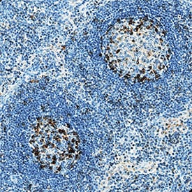 PD-1 antibody in Human Lymph Node by Immunohistochemistry (IHC-P).