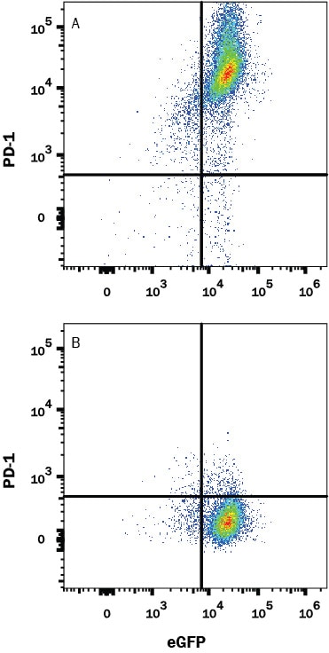 Detection of PD-1 antibody in HEK293 Human Cell Line Transfected with Human PD-1 and eGFP antibody by Flow Cytometry.