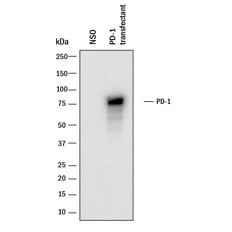 Detection of Human PD-1 antibody by Western Blot.