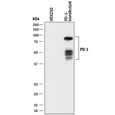 Detection of Human PD-1 antibody by Western Blot.