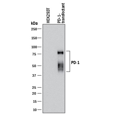 Detection of Human PD-1 antibody by Western Blot.