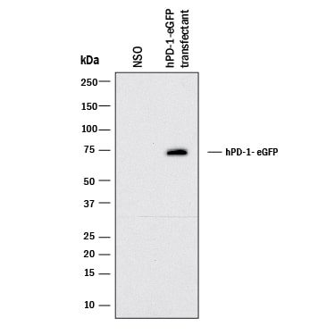 Detection of Human PD-1 antibody by Western Blot.