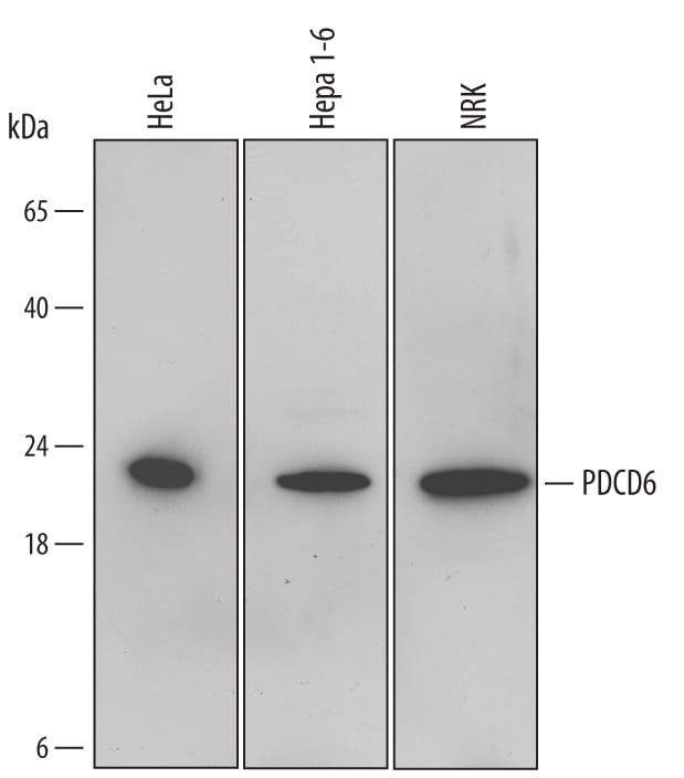 Detection of Human, Mouse, and Rat PDCD6 antibody by Western Blot.