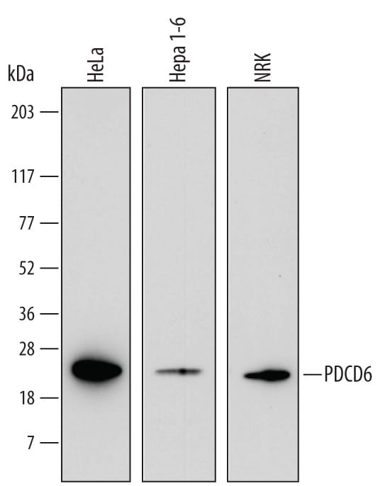 Detection of Human, Mouse, and Rat PDCD6 antibody by Western Blot.
