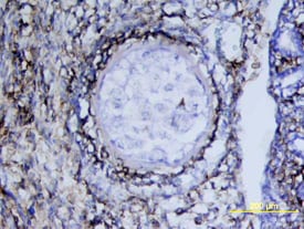 PDGF Ra antibody in Mouse Embryo by Immunohistochemistry (IHC-Fr).
