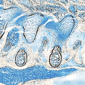 PDGF Ra antibody in Mouse Embryo by Immunohistochemistry (IHC-Fr).
