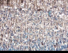 PDGF R beta  antibody in Mouse Embryonic Spinal Cord by Immunohistochemistry (IHC-Fr).