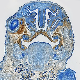 PDGF R beta  antibody in Mouse Embryo by Immunohistochemistry (IHC-Fr).
