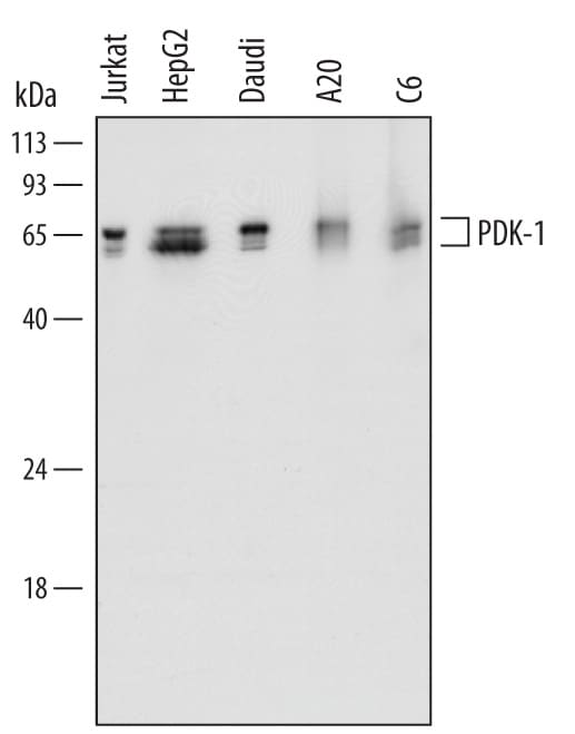 Detection of Human, Mouse, and Rat PDK-1 antibody by Western Blot.