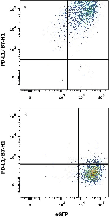 Detection of PD-L1/B7-H1 antibody in HEK293 Human Cell Line Transfected with Human PD-L1/B7-H1 and eGFP antibody by Flow Cytometry.