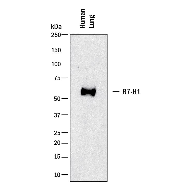 Detection of human PD-L1/B7-H1 antibody by Western Blot.