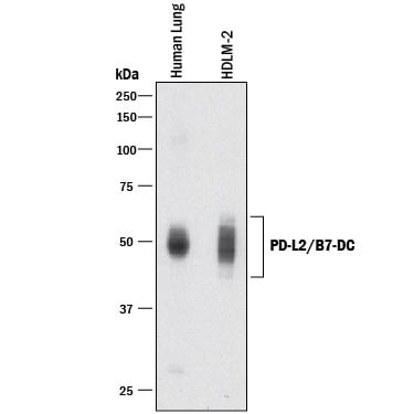 Detection of Human PD-L2/B7-DC antibody by Western Blot.