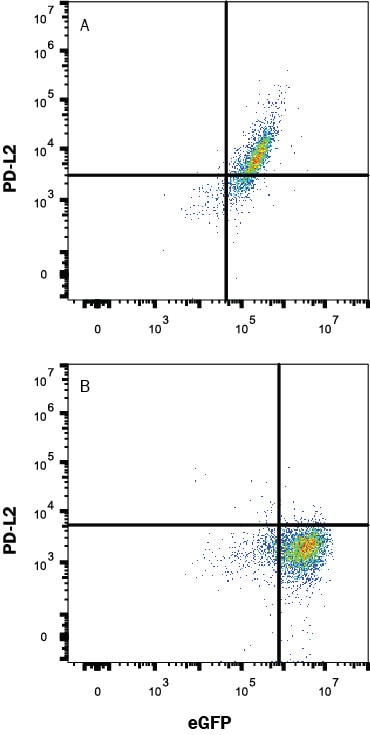 Detection of PD-L2 antibody in HEK293 Human Cell Line Transfected with Human PD-L2 and eGFP antibody by Flow Cytometry.