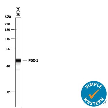 Detection of Mouse PDX-1/IPF1 antibody by Simple WesternTM.