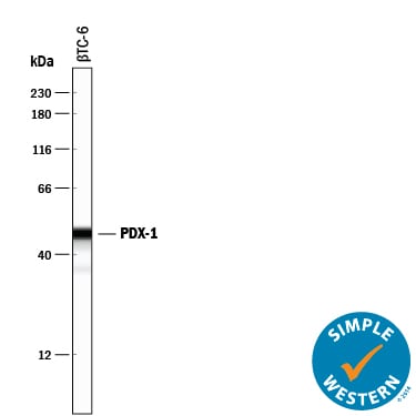 Detection of Mouse PDX‑1/IPF1 antibody by Simple WesternTM.