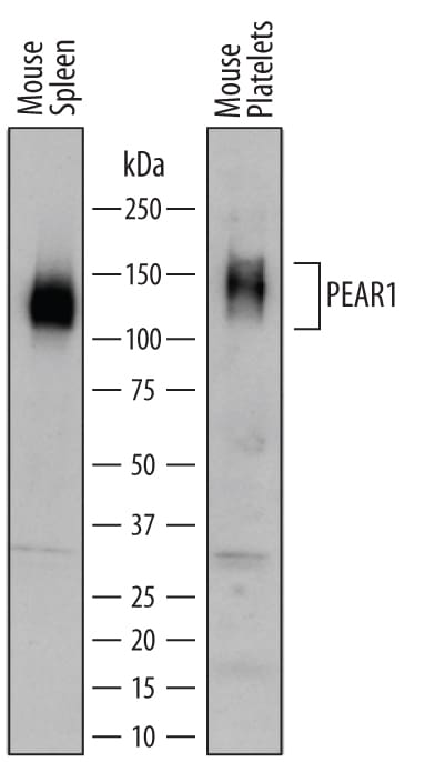Detection of Mouse PEAR1 antibody by Western Blot.