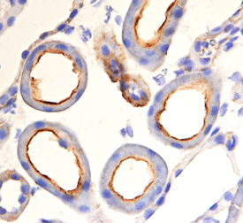 PEDF R/PNPLA2 antibody in Mouse Kidney by Immunohistochemistry (IHC-Fr).