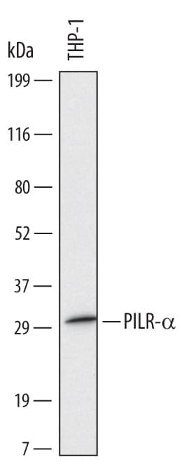Detection of Human PILR-a antibody by Western Blot.