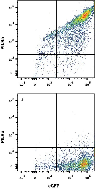 Detection of PILR-alpha R antibody in HEK293 Human Cell Line Transfected with Human PILR-alpha and eGFP antibody by Flow Cytometry